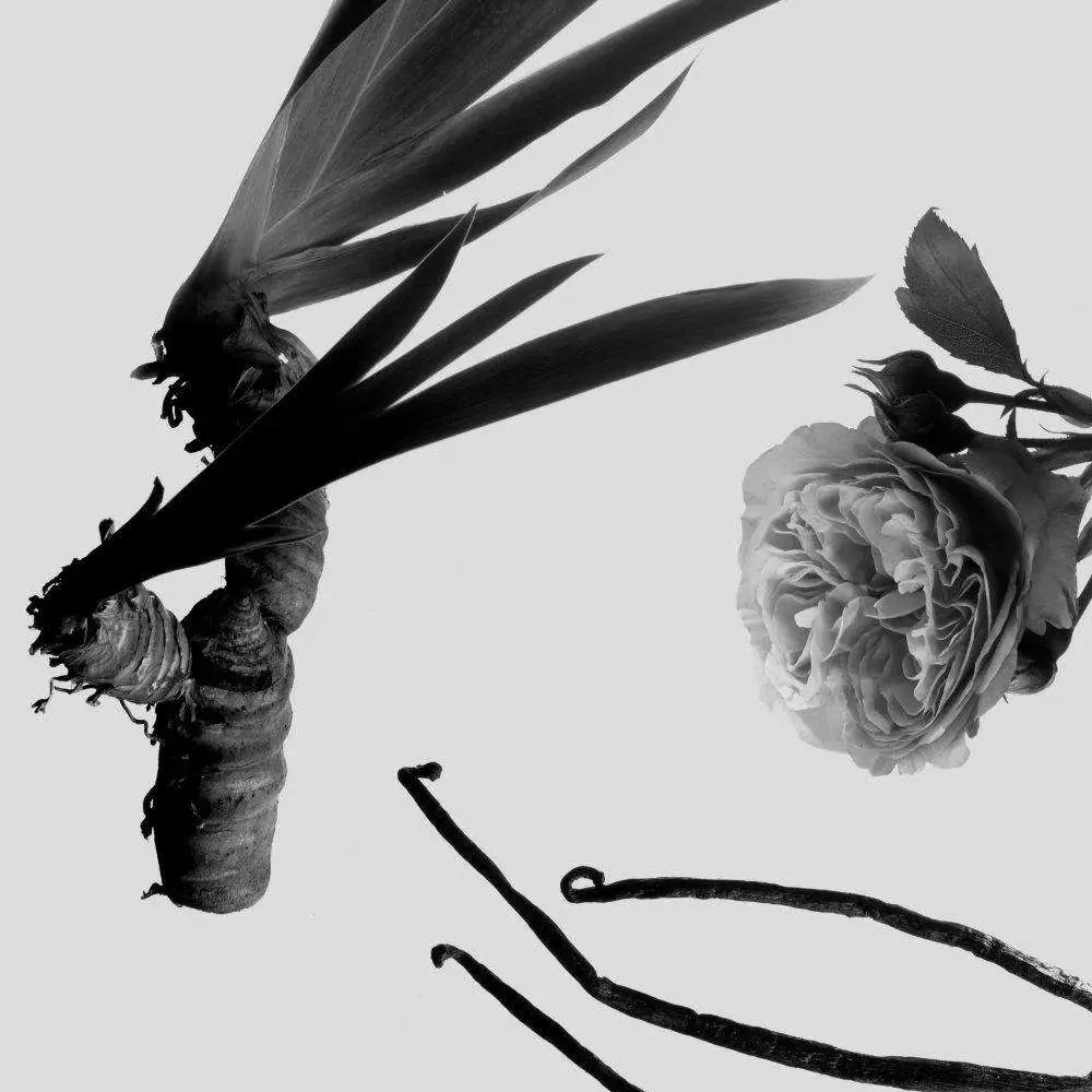 COMPOSICION-BALLERINA