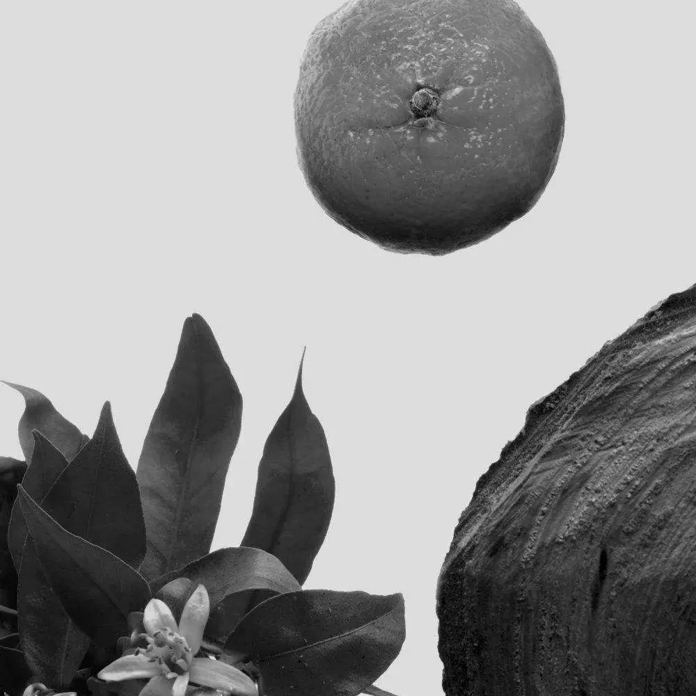 COMPOSICION-MUSICIAN