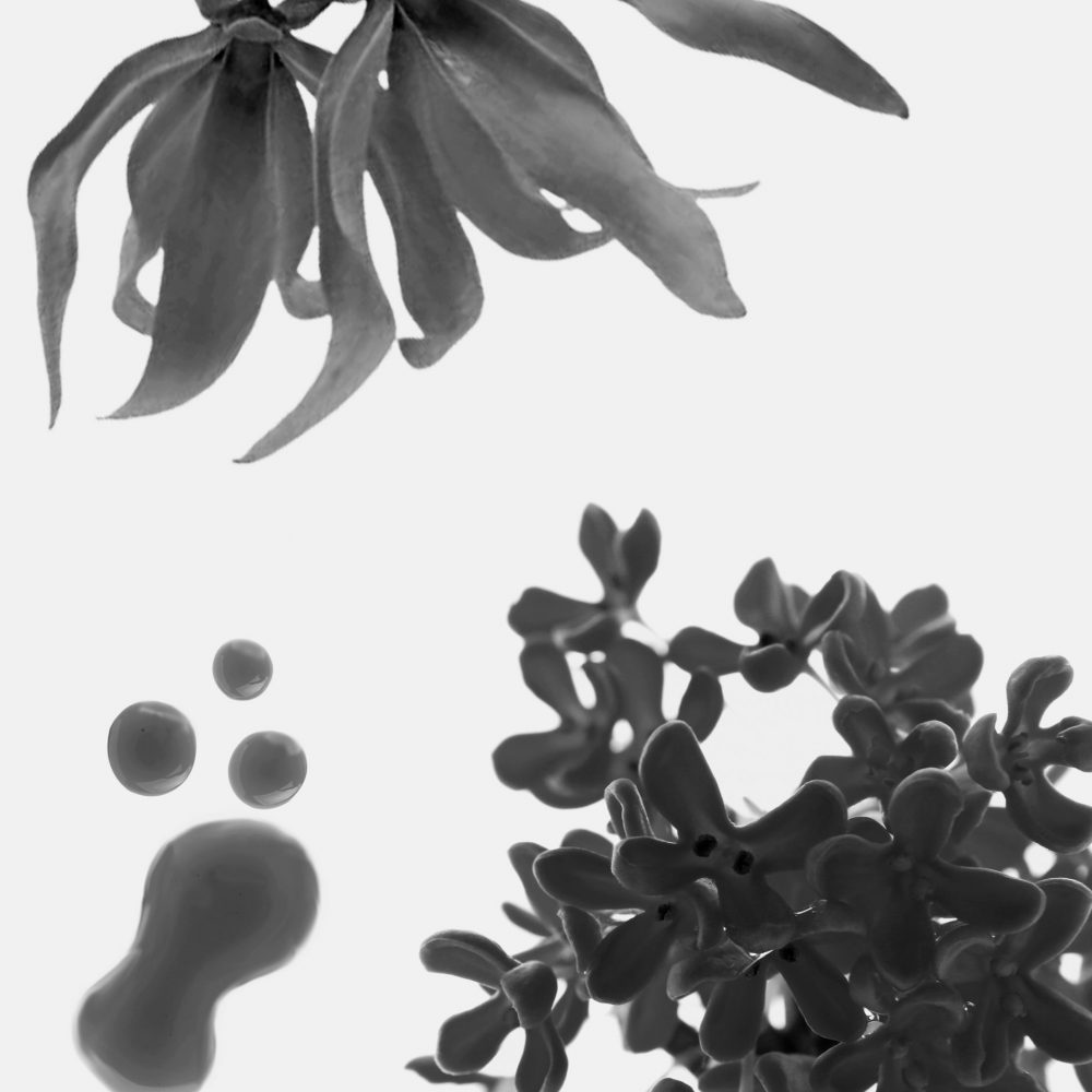 ingredientes-singer-2-scaled